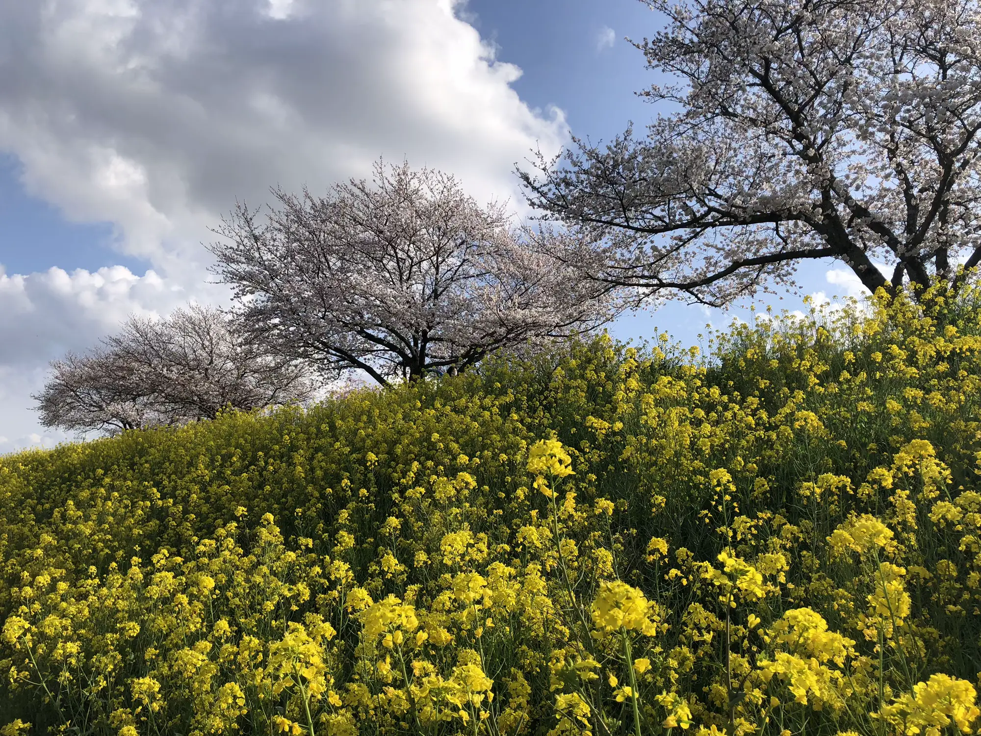 桜と菜の花のコラボレーション✨ | もち米が投稿したフォトブック | Lemon8