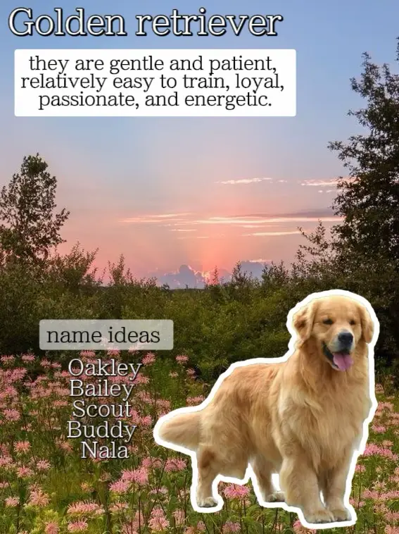 Best dog breeds for beginners! Gallery posted by Jazzy ‼️ Lemon8