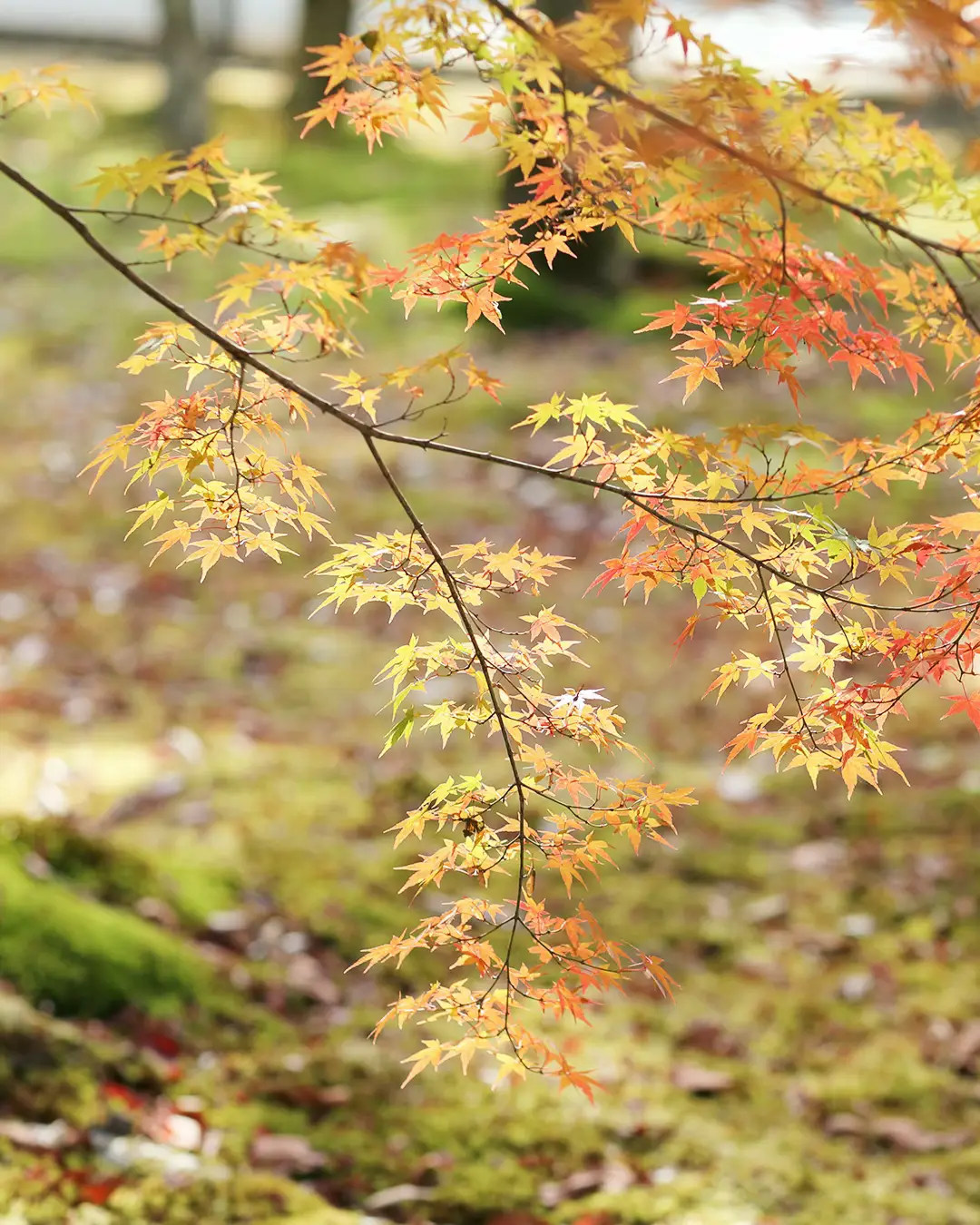 色鮮やかなカエデやモミジ、まさに「別格」の紅葉。京都東山の紅葉散歩♪の画像 (1枚目)
