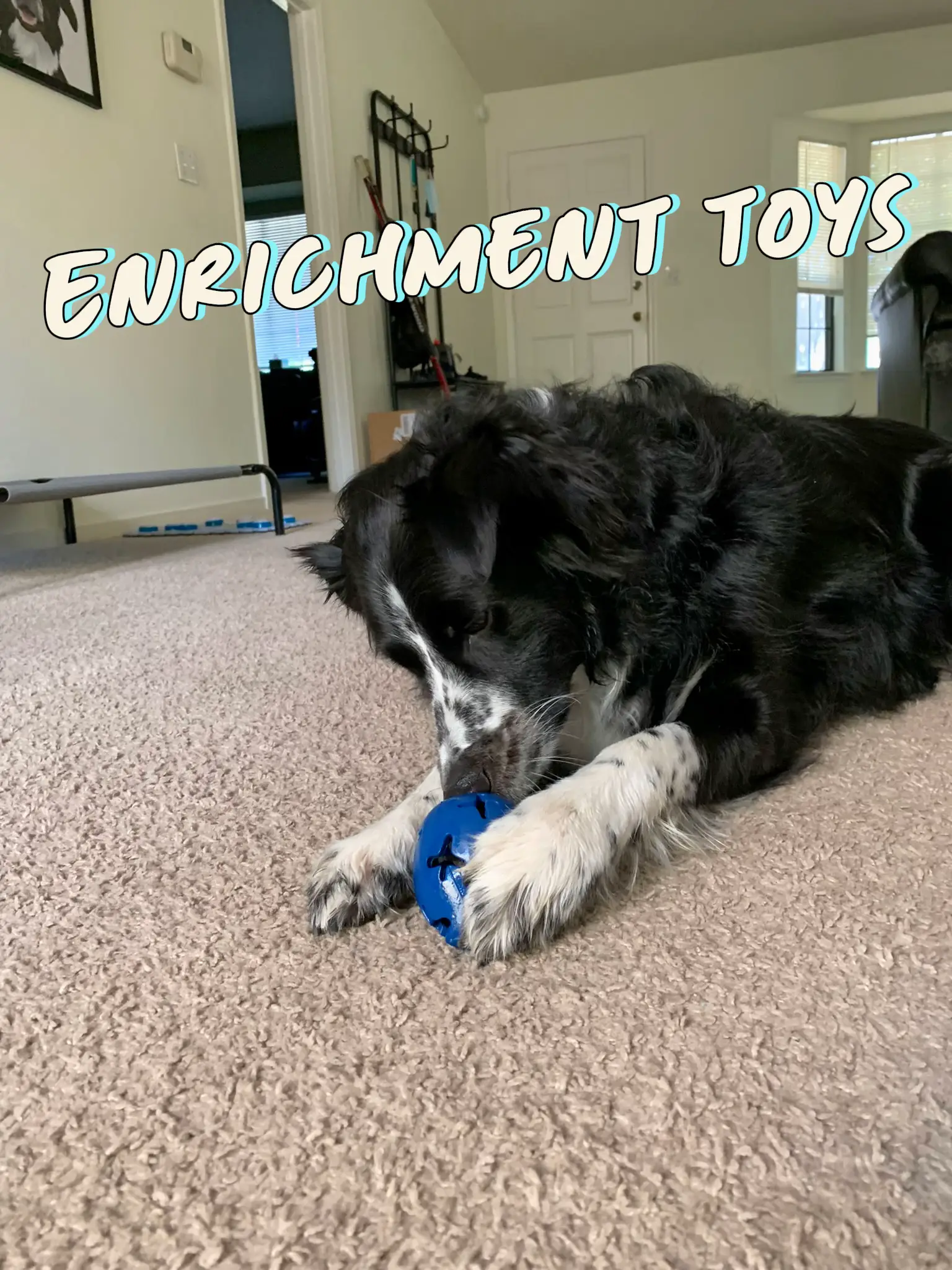 Best toys for on sale labs