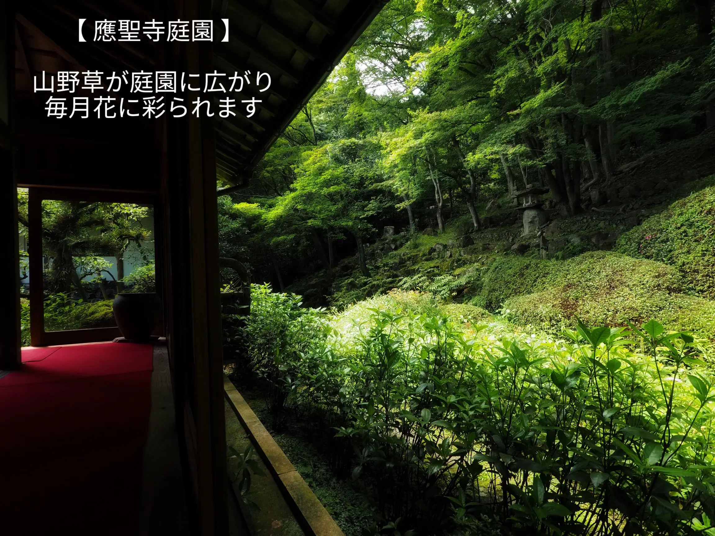 沙羅双樹の寺 【應聖寺】そこは幻想的な場所だった | shino_photoが投稿したフォトブック | Lemon8