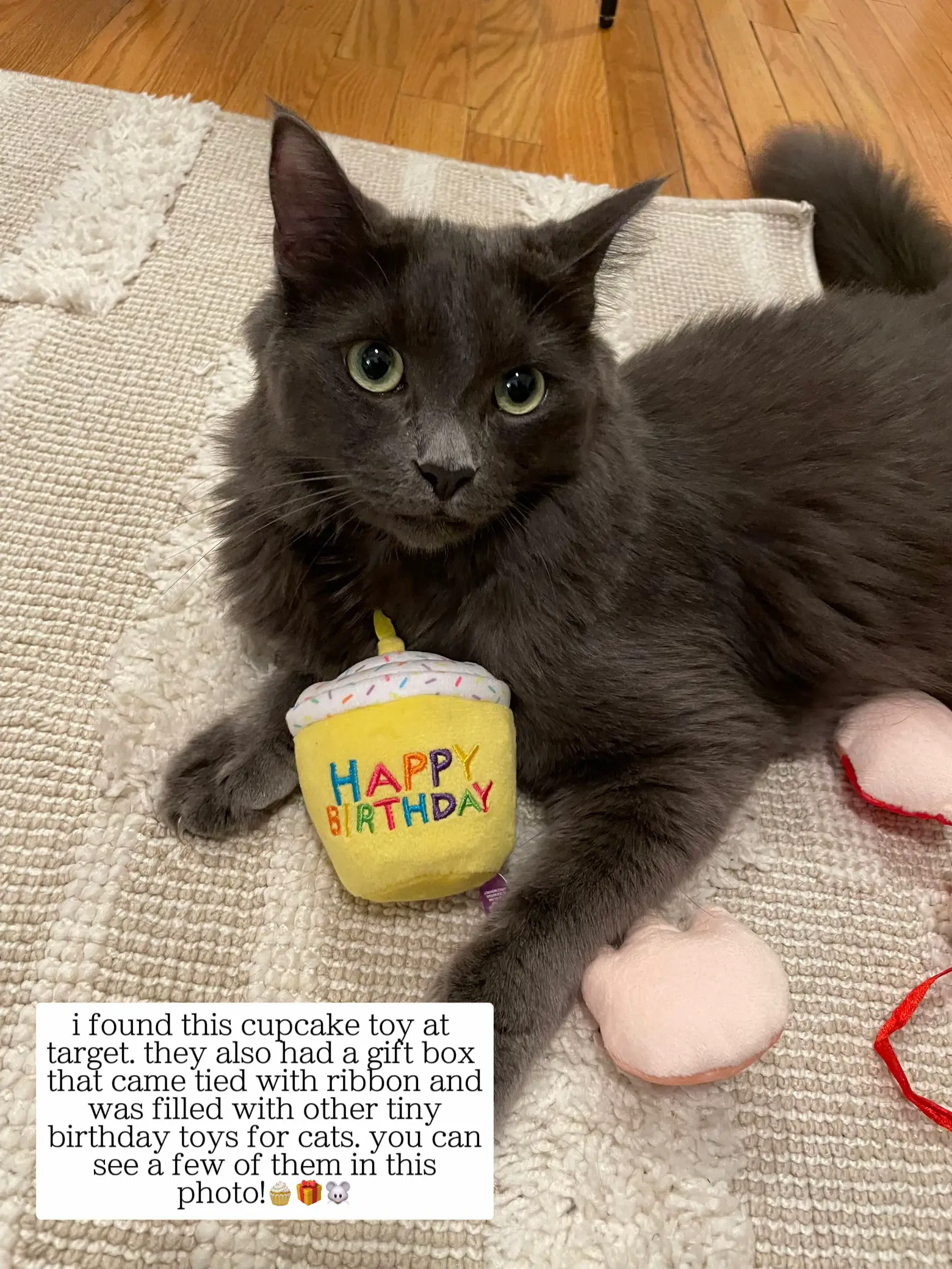 I THREW MY CAT A BIRTHDAY PARTY | Gallery posted by kaylakrasnow | Lemon8