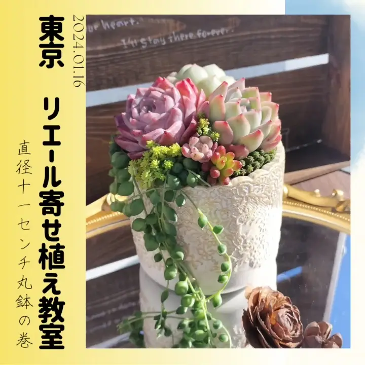 丸鉢☓グリネの寄せ植え | みにおん多肉寄せ植え職人見習いの投稿動画 