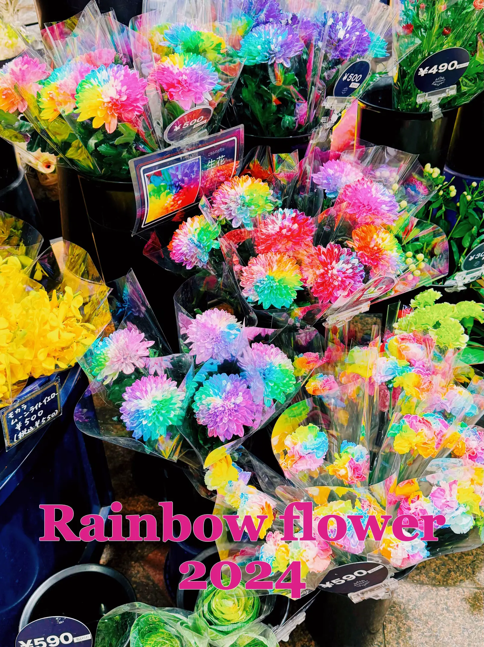 Rainbow Flower Backdrop - Lemon8検索