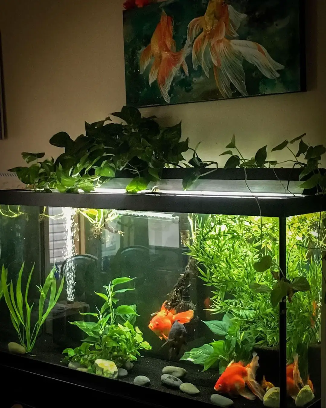 Aesthetic Fish Tanks, Gallery posted by Dream 🌞