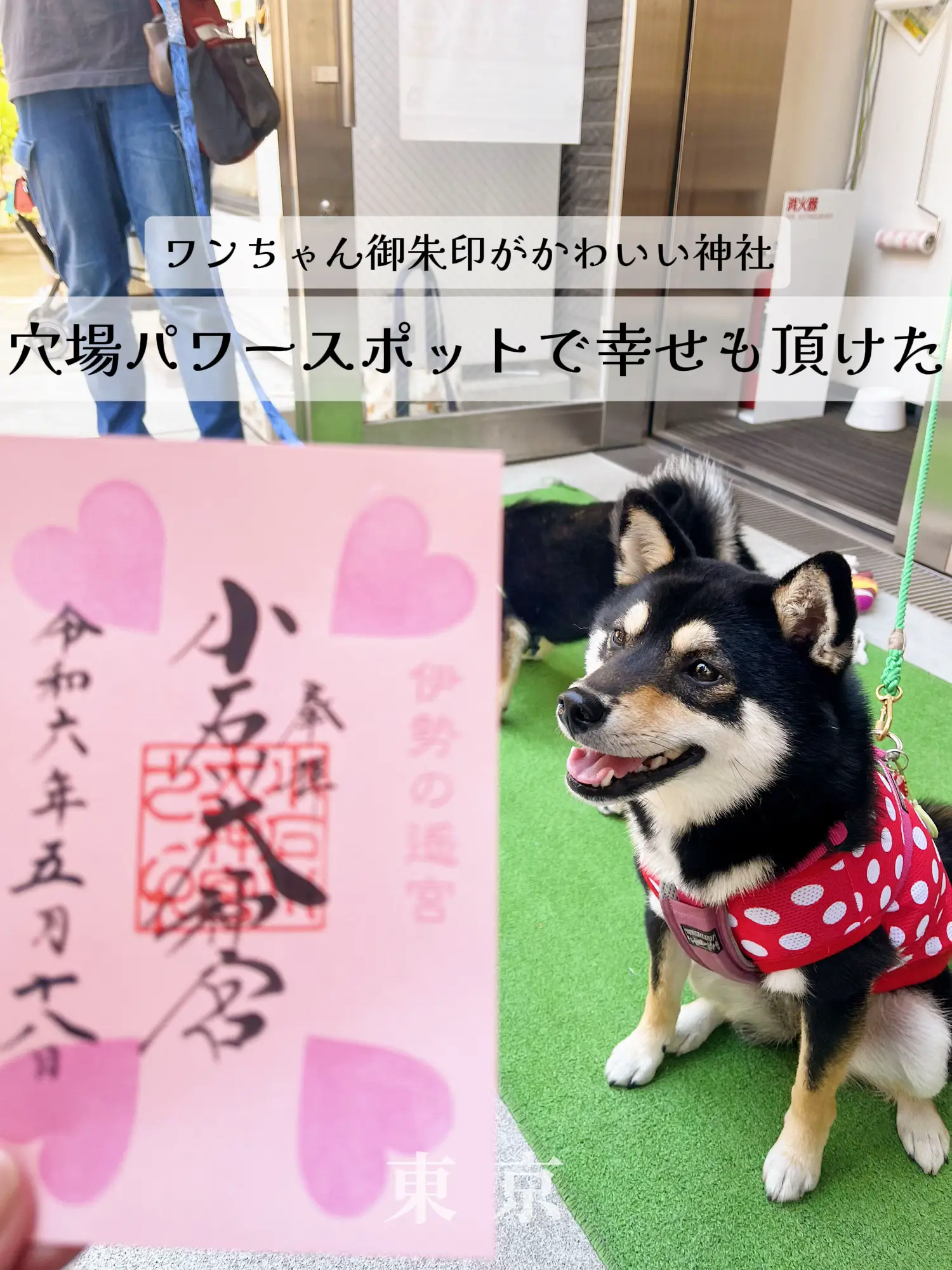 東京】看板犬ちゃんがついに！？御朱印も絵馬もお守りもかわいい神社で幸せに⋆*❤︎ | naomi✿愛犬×おでかけ記録が投稿したフォトブック |  Lemon8