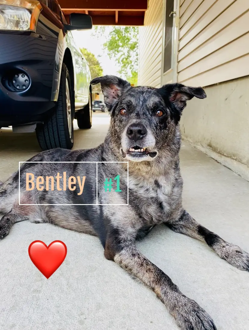 Bentley The Lemon Tree Dog