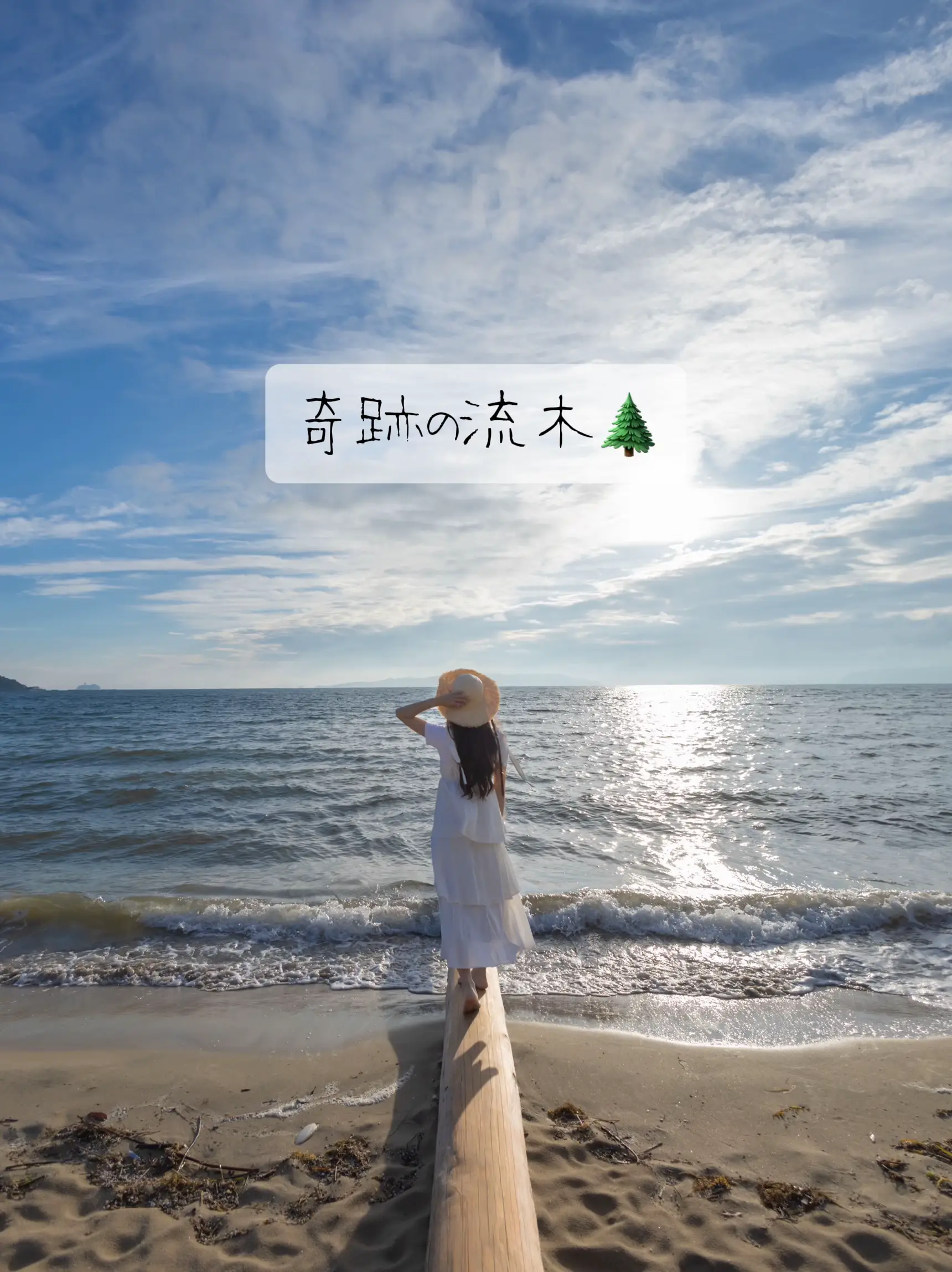 幸運をもたらす『奇跡の流木』🌲 | mimi / 📸大人旅が投稿したフォトブック | Lemon8