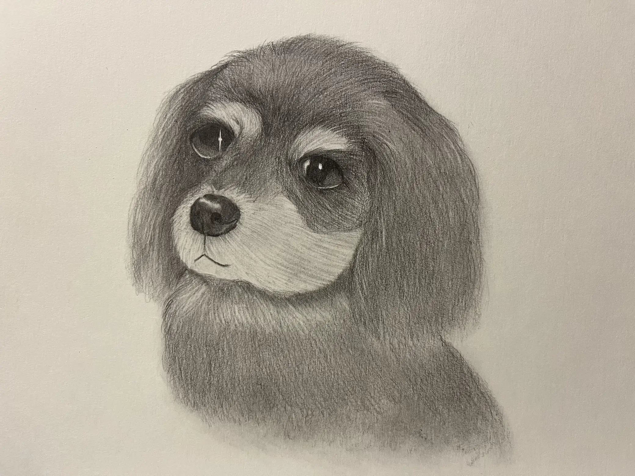 公式 シェルティ 犬 犬の絵 原画 鉛筆画 絵画 手描き イラスト モノクロ⭐︎