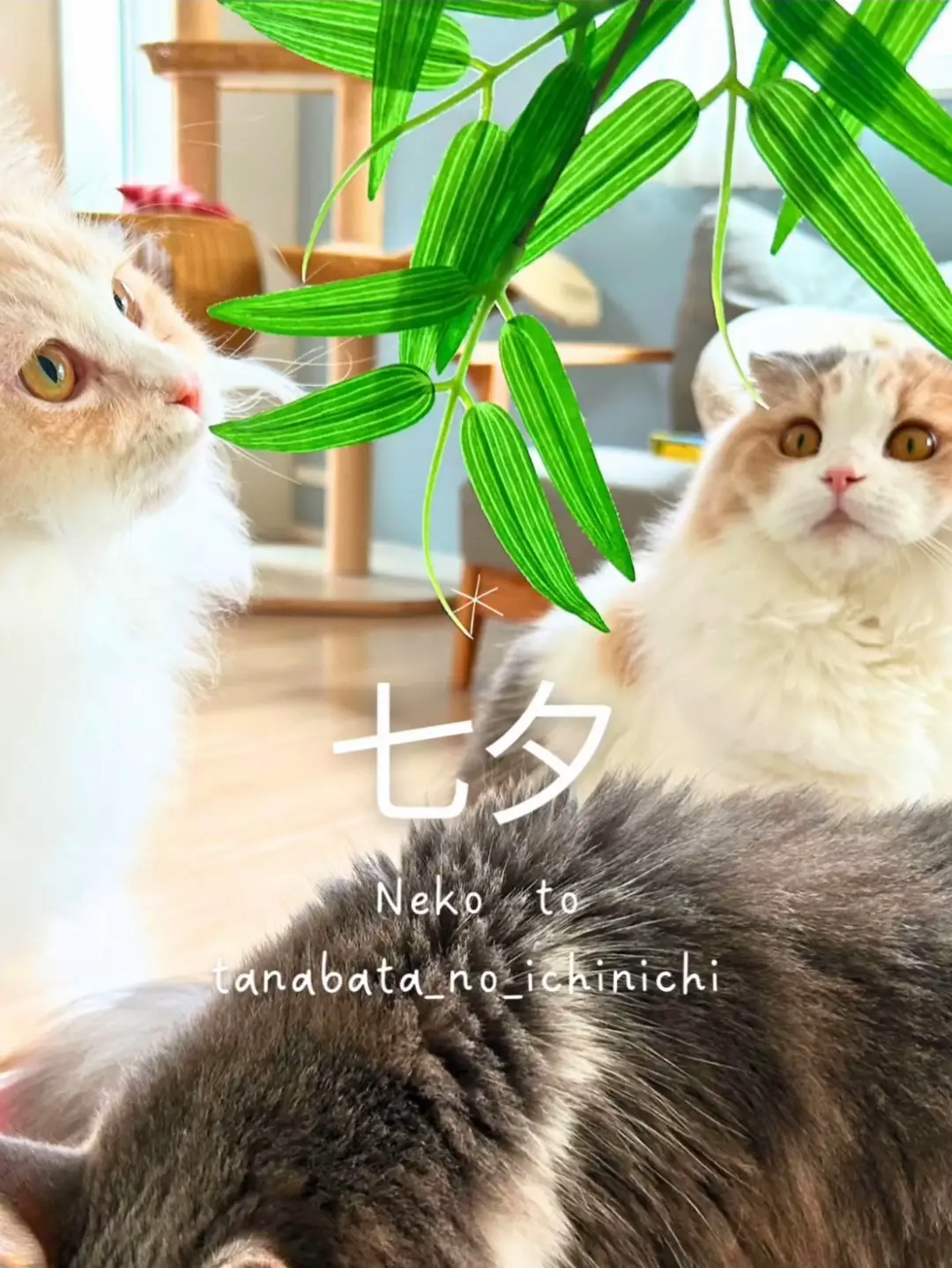 猫と七夕の日の1日🐈🐾 | にゃんずと暮らすおもちゃ箱の投稿動画 | Lemon8