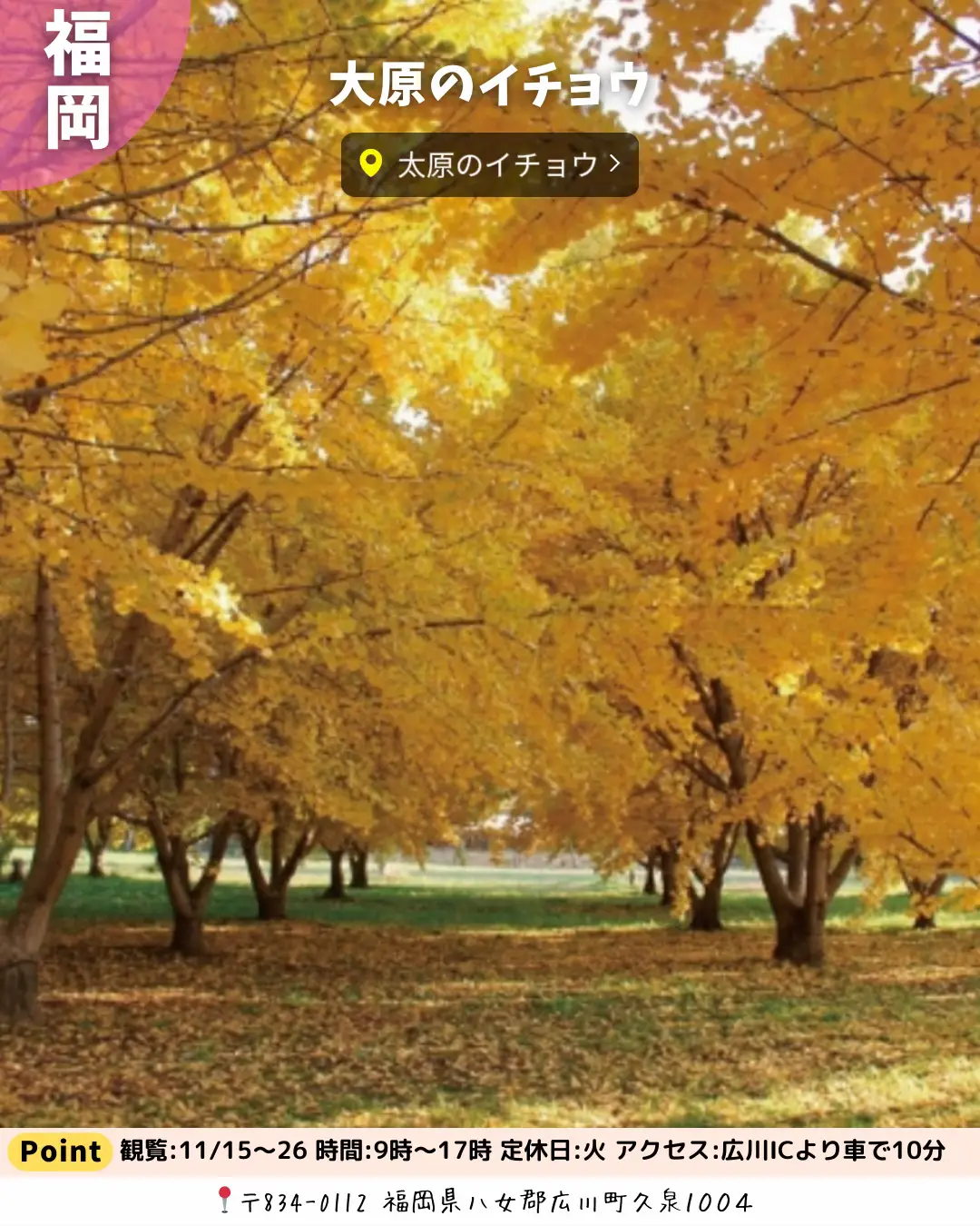 絶対に行きたい‼️黄金色の絶景並木、おすすめ銀杏スポット