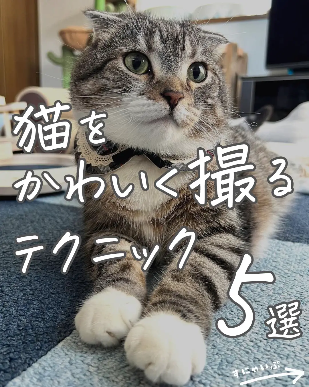 猫の写真の撮り方 - Lemon8検索