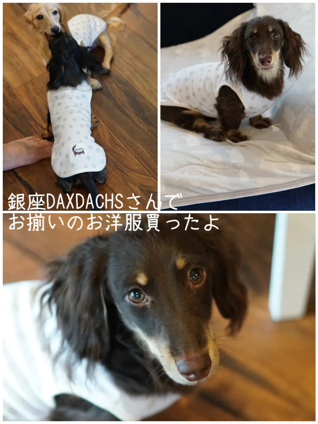 売り切れ☆銀座 DAXDACHS 犬 服 ドッグウェア - 犬用品