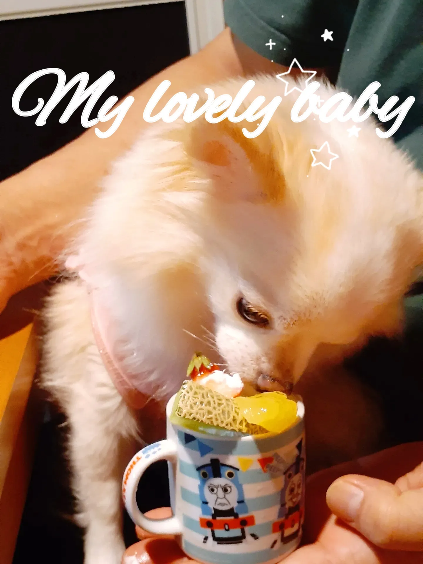 犬のご褒美🐶💕 | yasuko7255が投稿したフォトブック | Lemon8