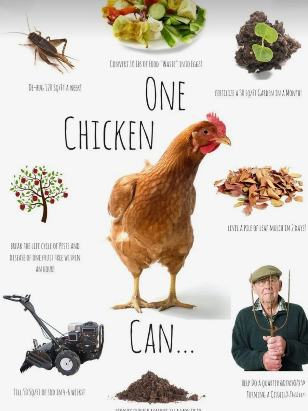 Top Chicken Breed Comparison (Infographic) : r/selfreliance