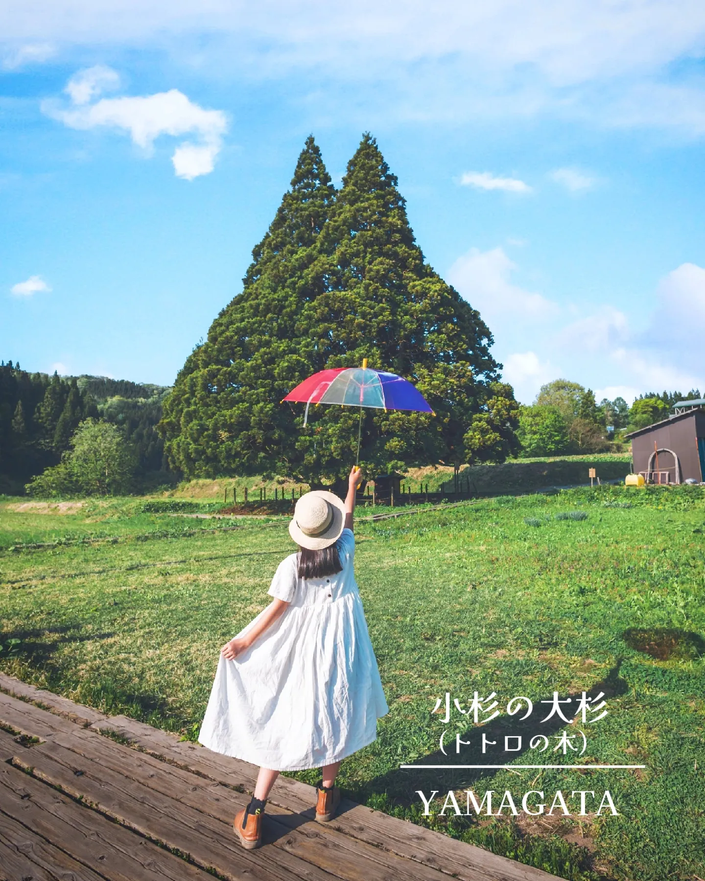 トトロの木? 小杉の大杉 【山形】 | Rie _ / camera旅が投稿した 