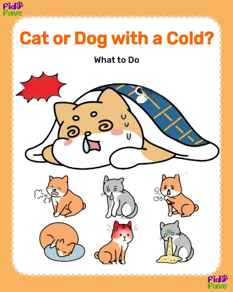 Can a cat give a dog shops a cold