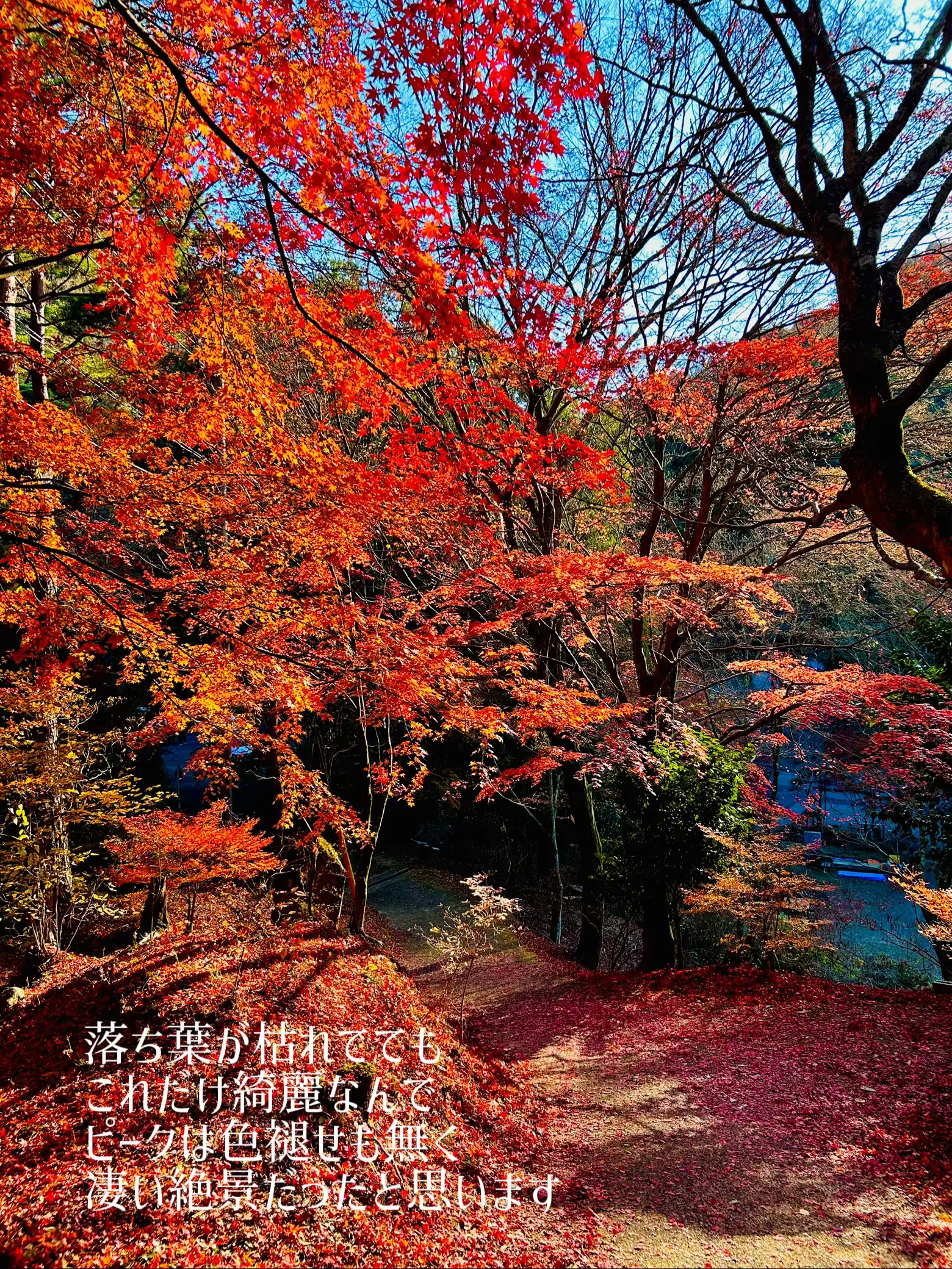 【広島】🌸桜と🍁紅葉で有名な歴史ある隠れたスポット「今高野山龍華寺」の画像 (4枚目)