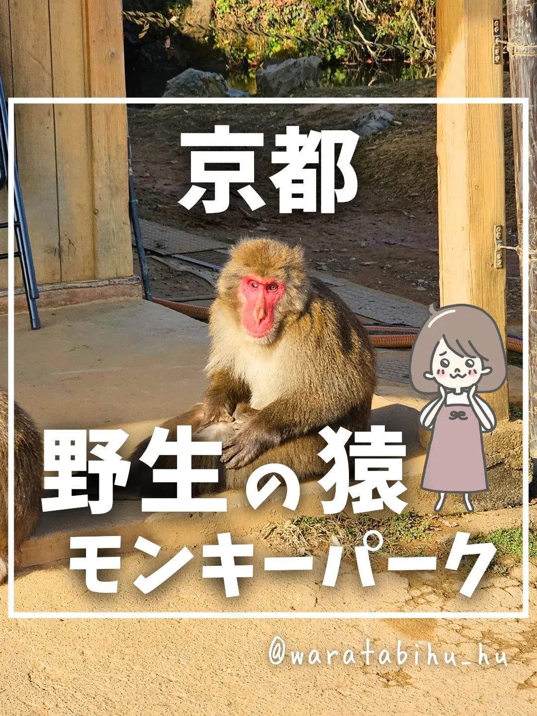 距離感ゼロ！野生のお猿に会える🐒