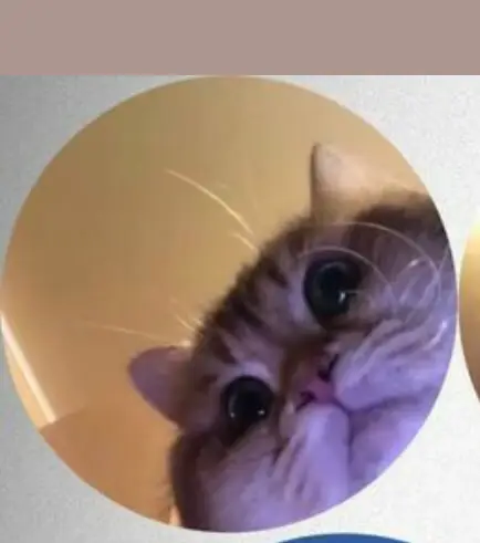 Cute Cats PFP: The Ultimate Collection of Aesthetic and Funny