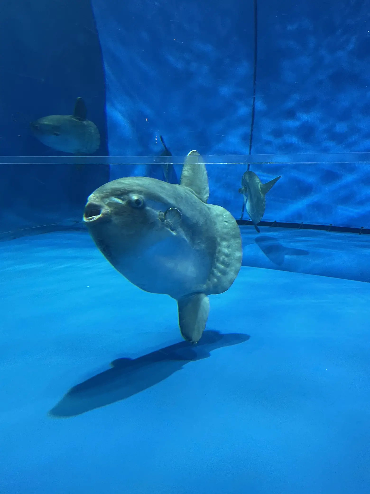 マンボウ 水族館 - Lemon8検索