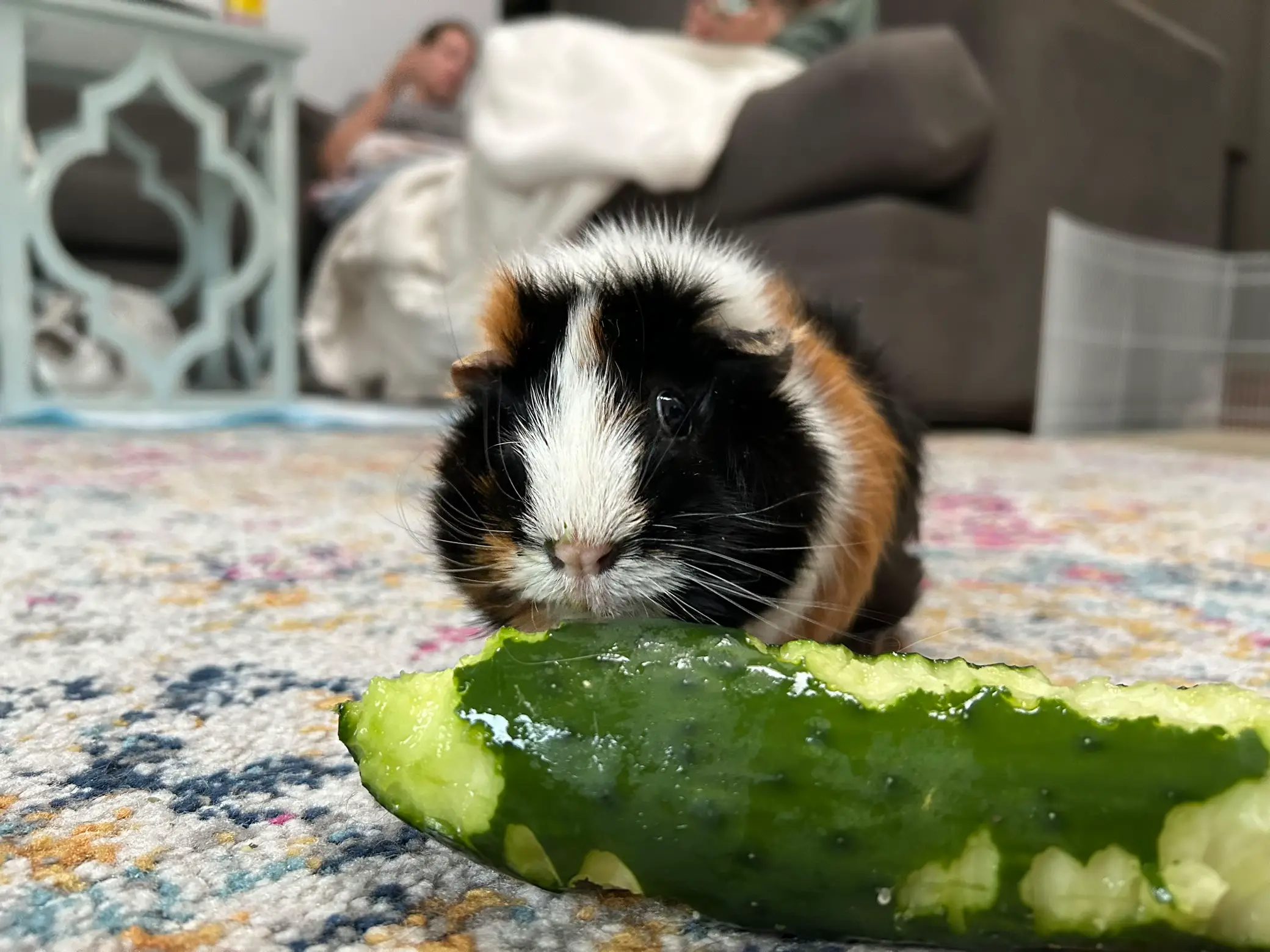 Are guinea clearance pigs allowed cucumber