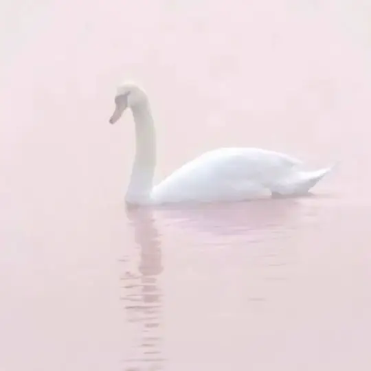  A white swan swimming in the water.