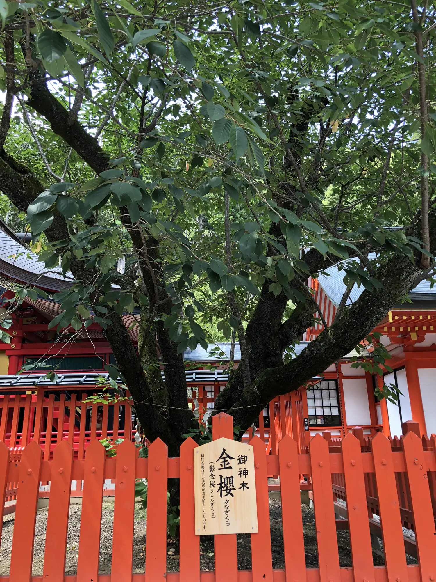 金櫻神社⛩金運パワスポ | まいまいが投稿したフォトブック | Lemon8