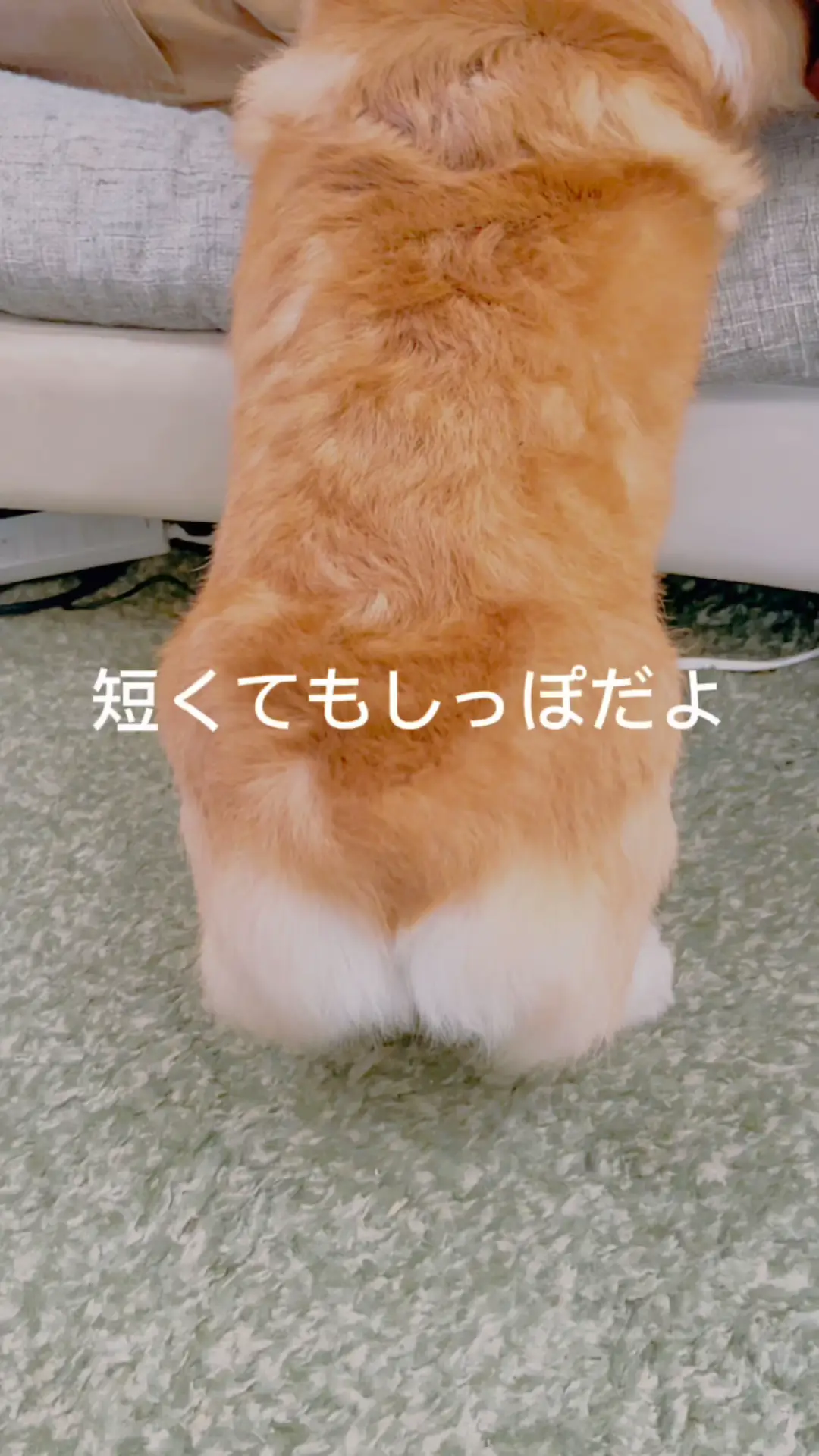 みっきー様❤ウェルシュ・コーギー 印鑑スタンド♡ 郵便局のネット