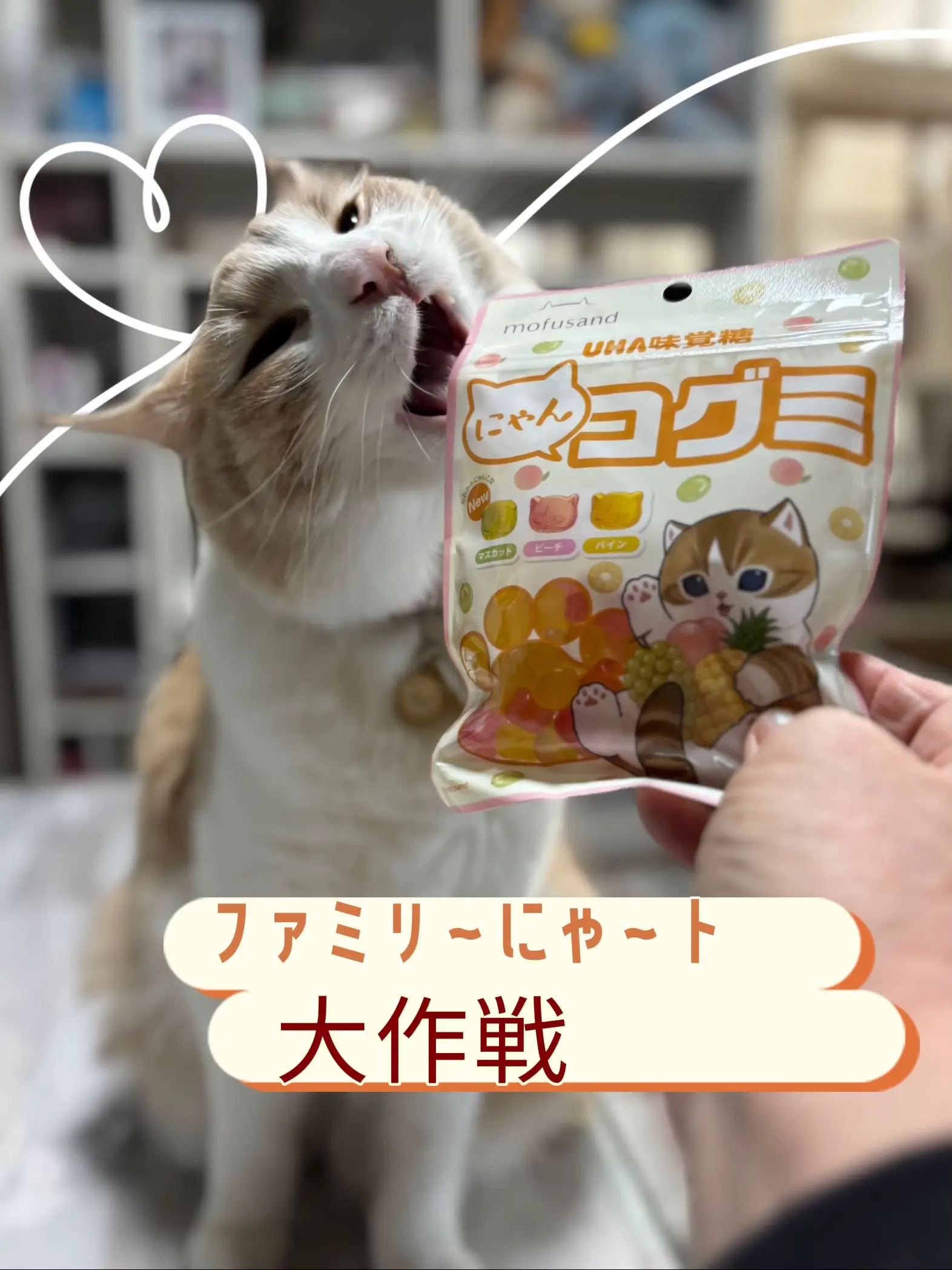 ファミリ〜にゃ〜ト大作戦✨ | ことらまるが投稿したフォトブック | Lemon8