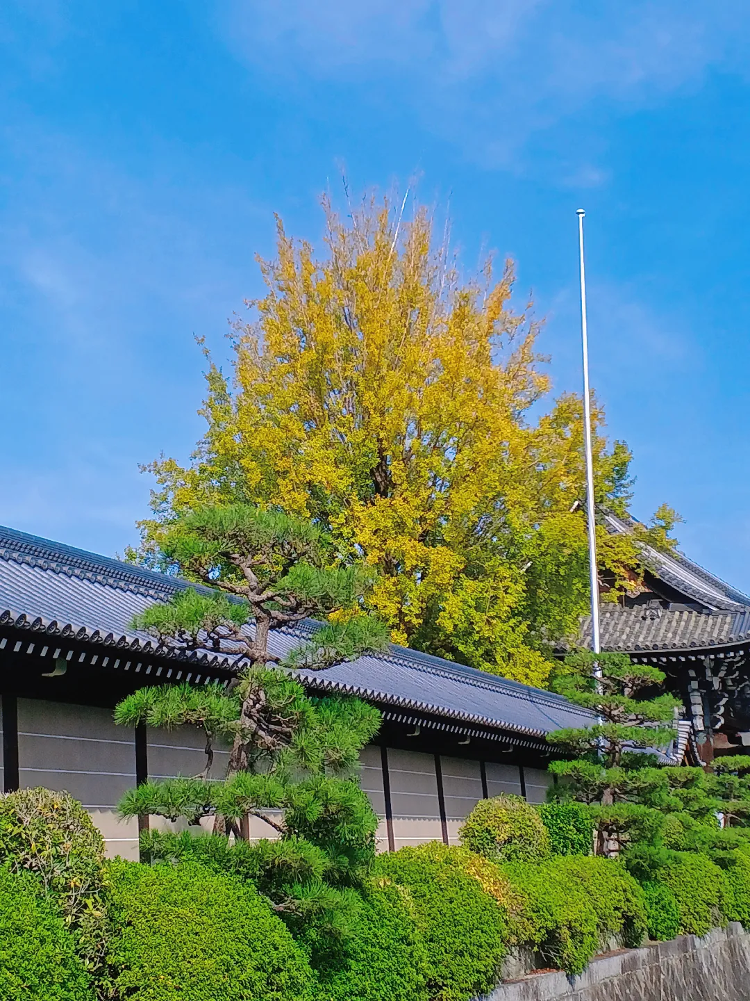 【京都ぶらり】秋晴れの京都から 西本願寺の大銀杏の画像 (2枚目)