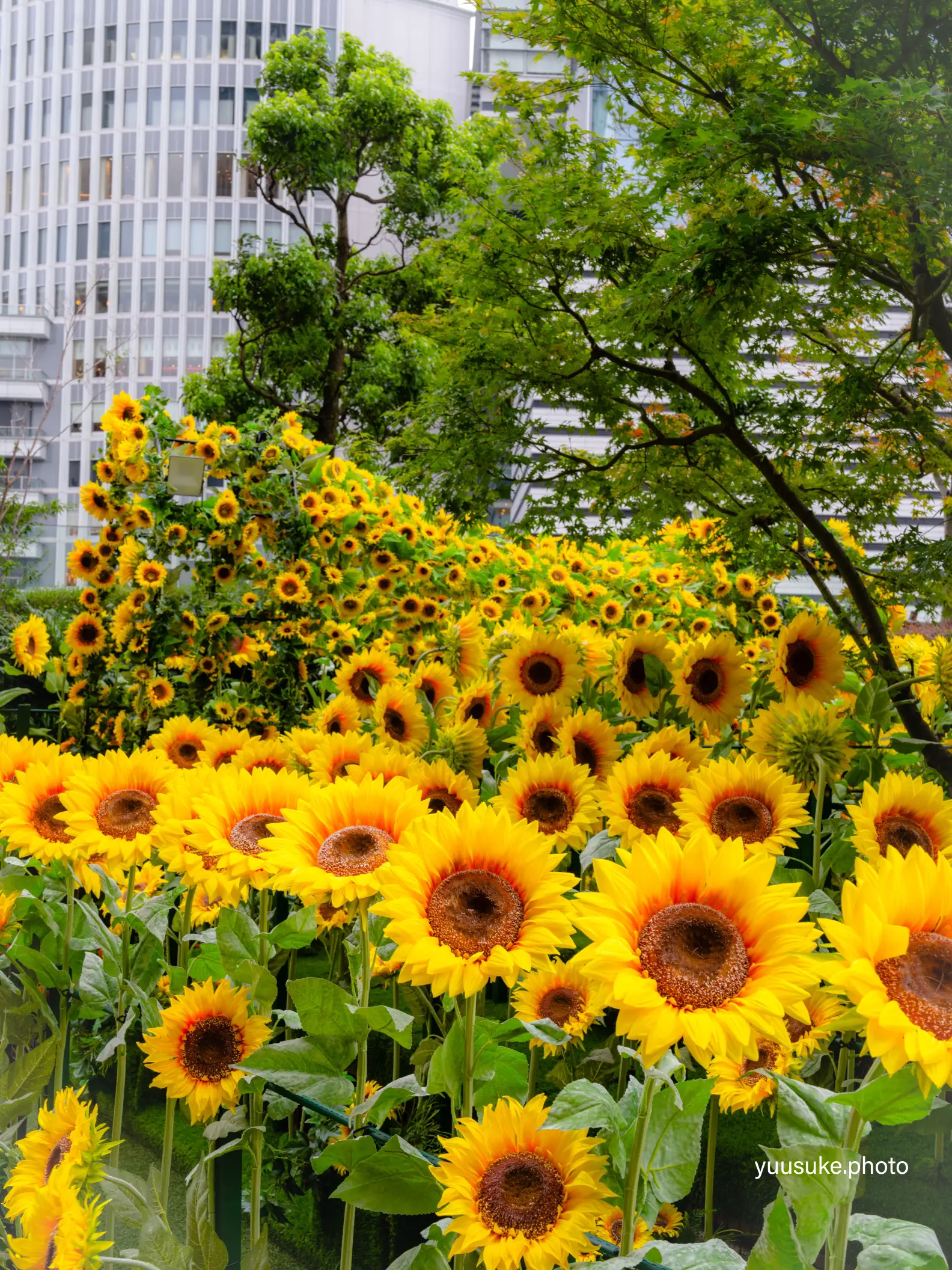 愛知県🌻｢絶対に枯れることのない🌻｣都心部に咲くひまわり庭園のライト