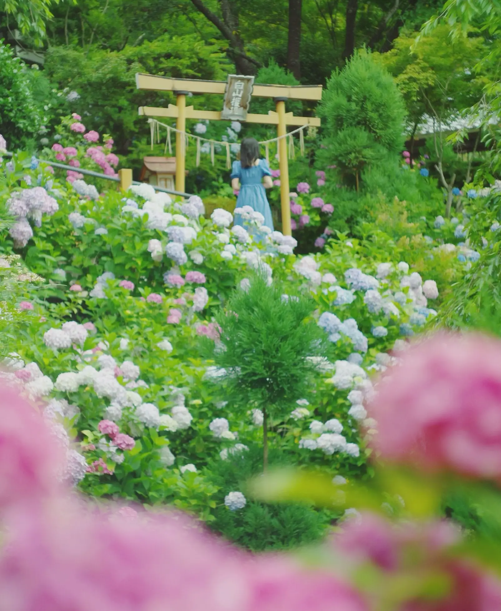 京都】落ちない御守りも⛩️紫陽花溢れるお寺 | nano7 travelが投稿したフォトブック | Lemon8