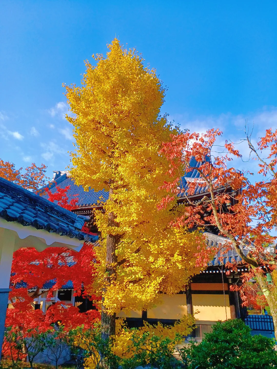 【京都ぶらり】2023京都紅葉 ベストシーズン南禅寺の紅葉の画像 (2枚目)
