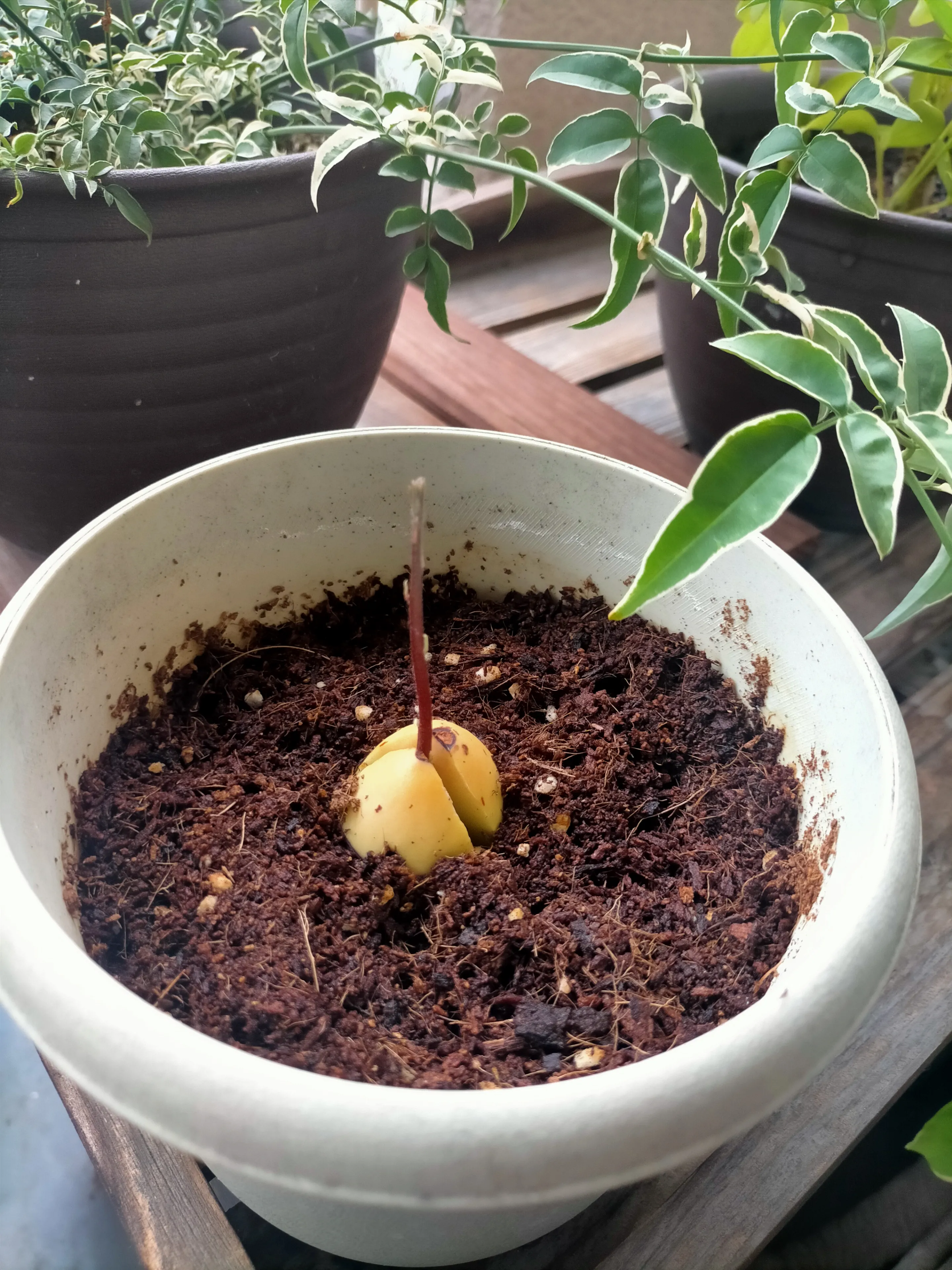 軽石 小粒 2L 多肉植物 サボテン 観葉植物土 魂根植物（軽石