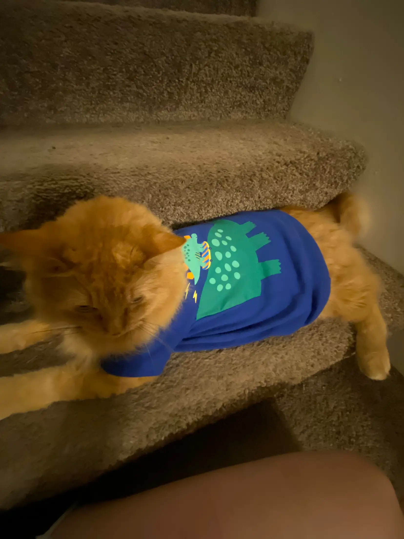 cat in clothing haul video - Lemon8 Search