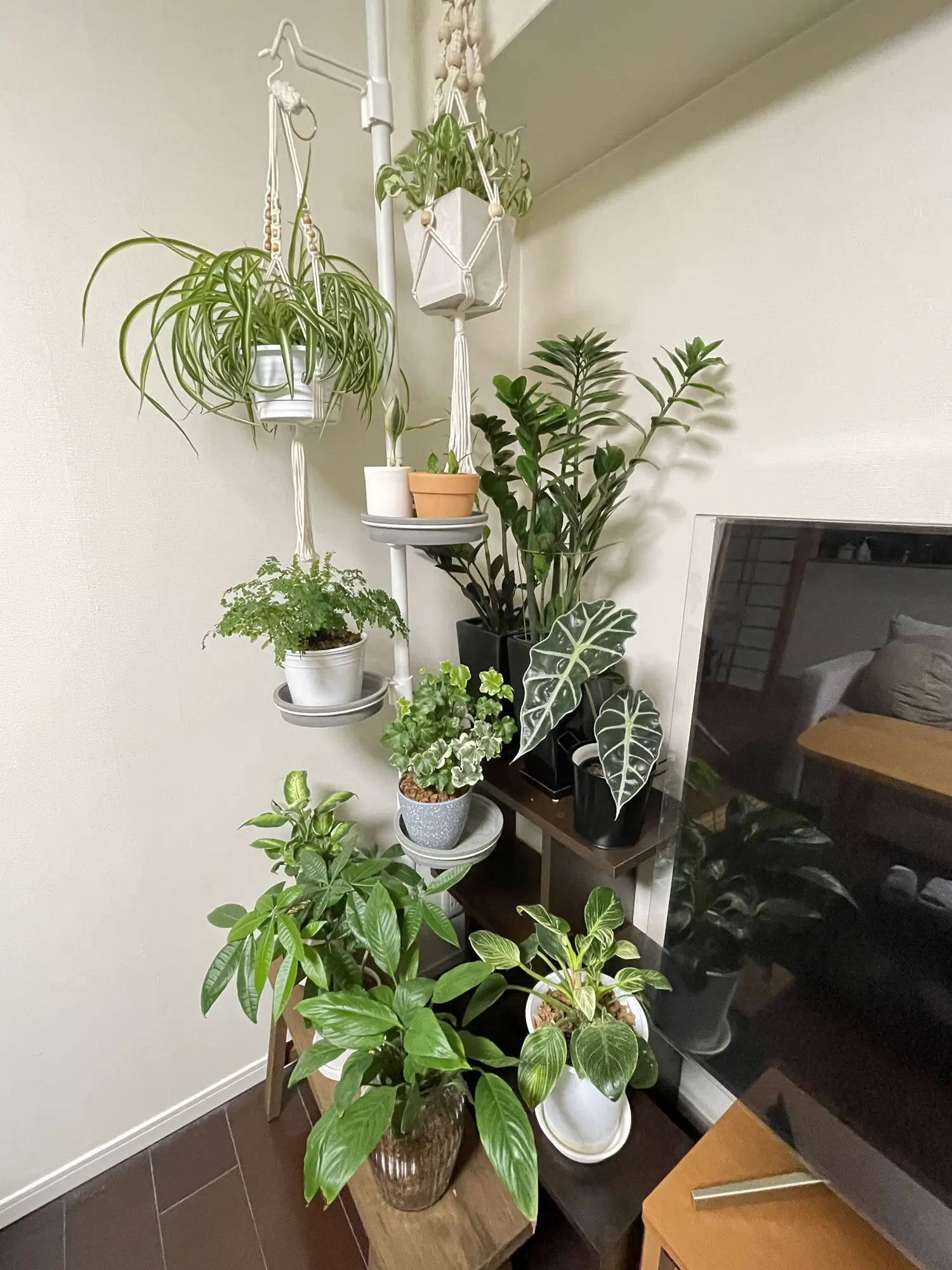 TVボードコーナーに観葉植物を置いてみた | にばばが投稿した