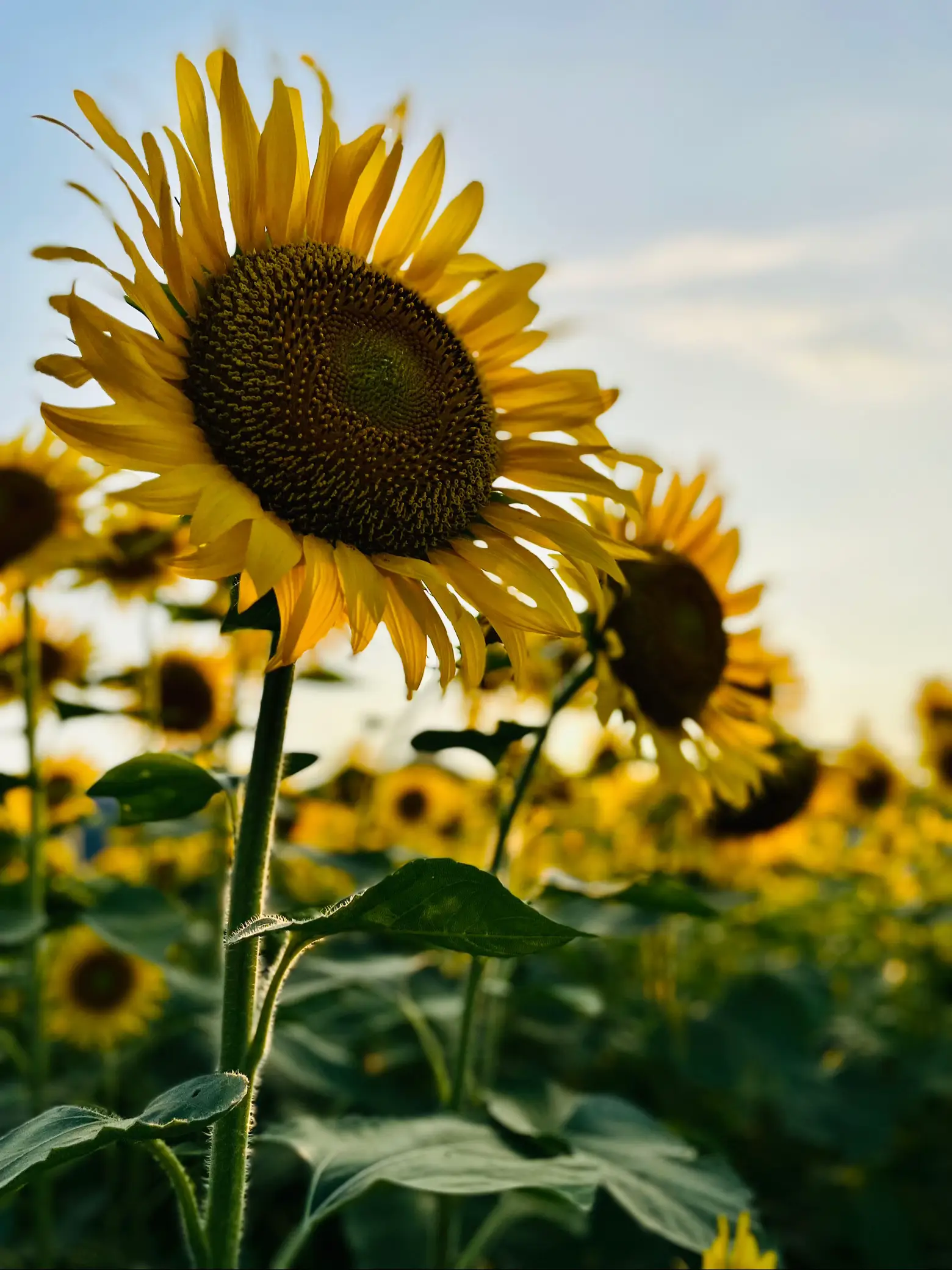 静岡県富士市のひまわり畑🌻 夕日バックにひまわりが綺麗に開 | JUKI