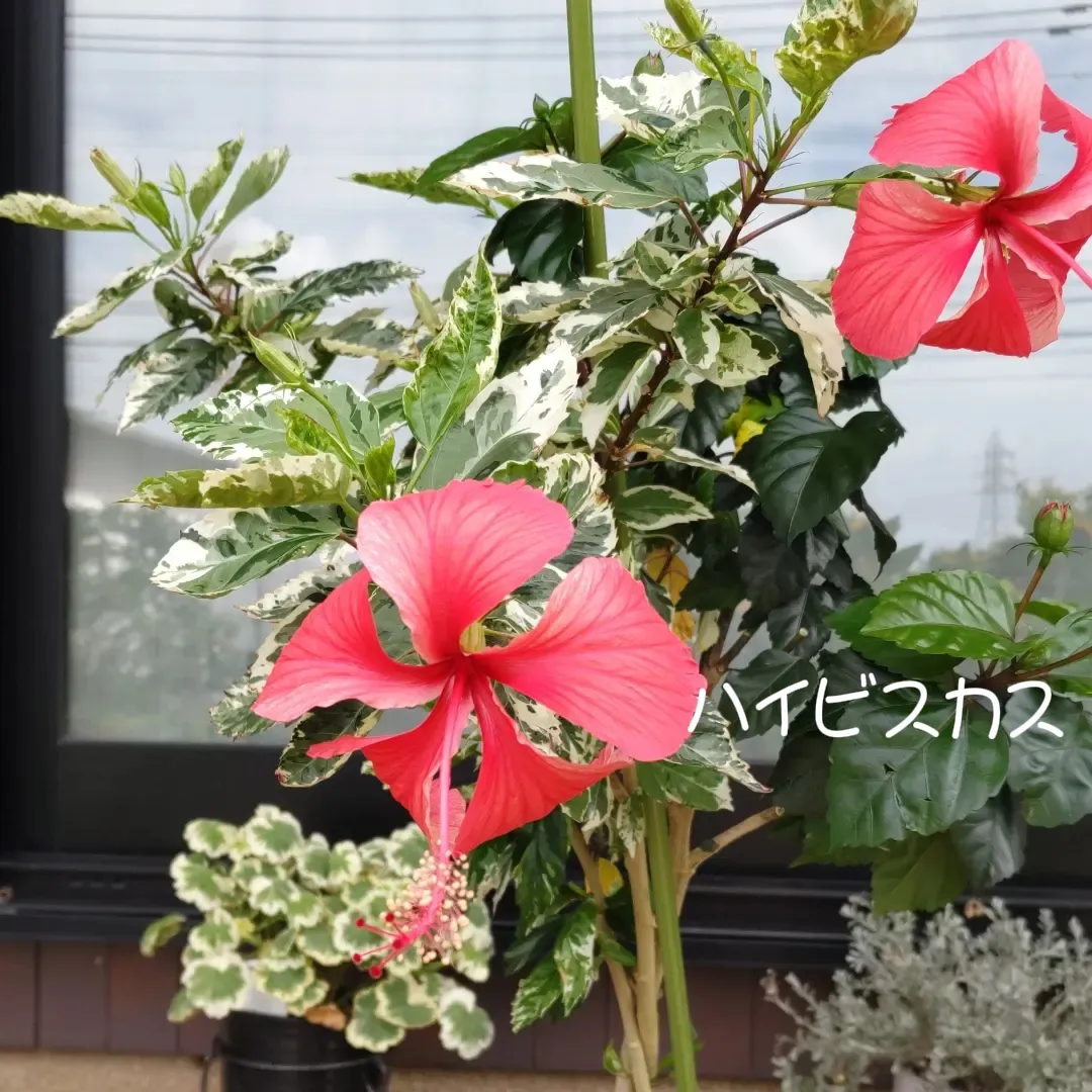 必見〉ハワイアンレトロ希少品 ハイビスカスの花付き女性の顔像