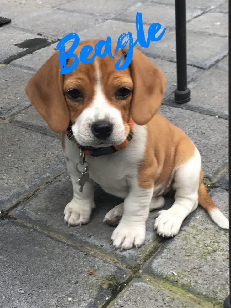 Beaglier bubs sales