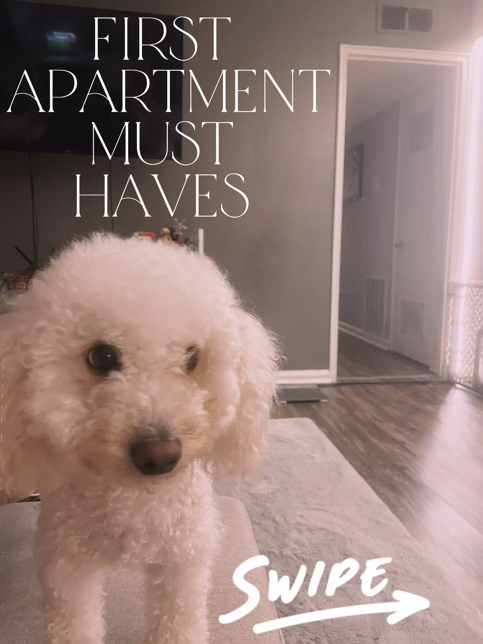 First Apartment Must Haves 's images