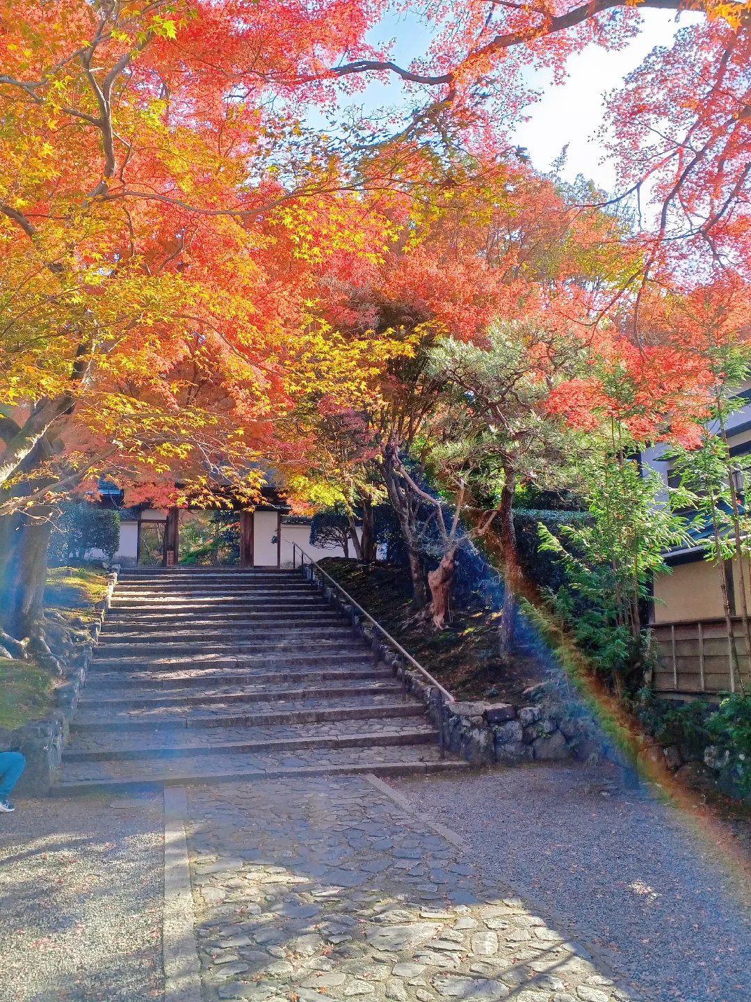 【京都ぶらり】2023京都紅葉 哲学の道から紅葉の名所安楽寺への画像 (2枚目)