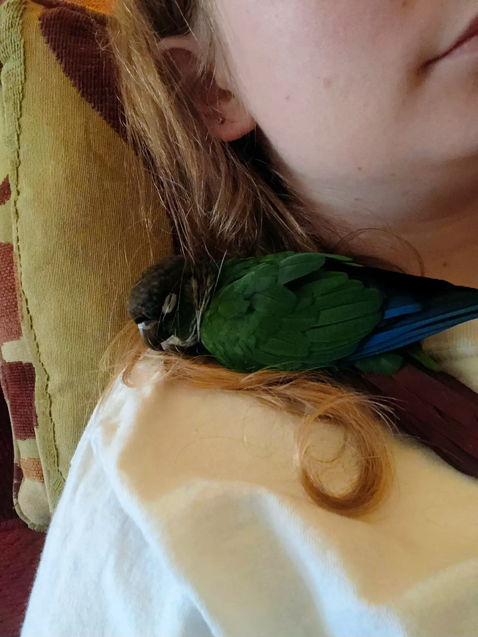 Beak grinding cringe : r/Conures