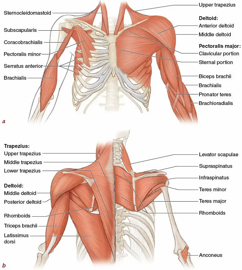 Lab 4 - Triceps Brachii, Biceps Brachii, Brachialis, Brachioradialis,  Latissimus Dorsi Diagram