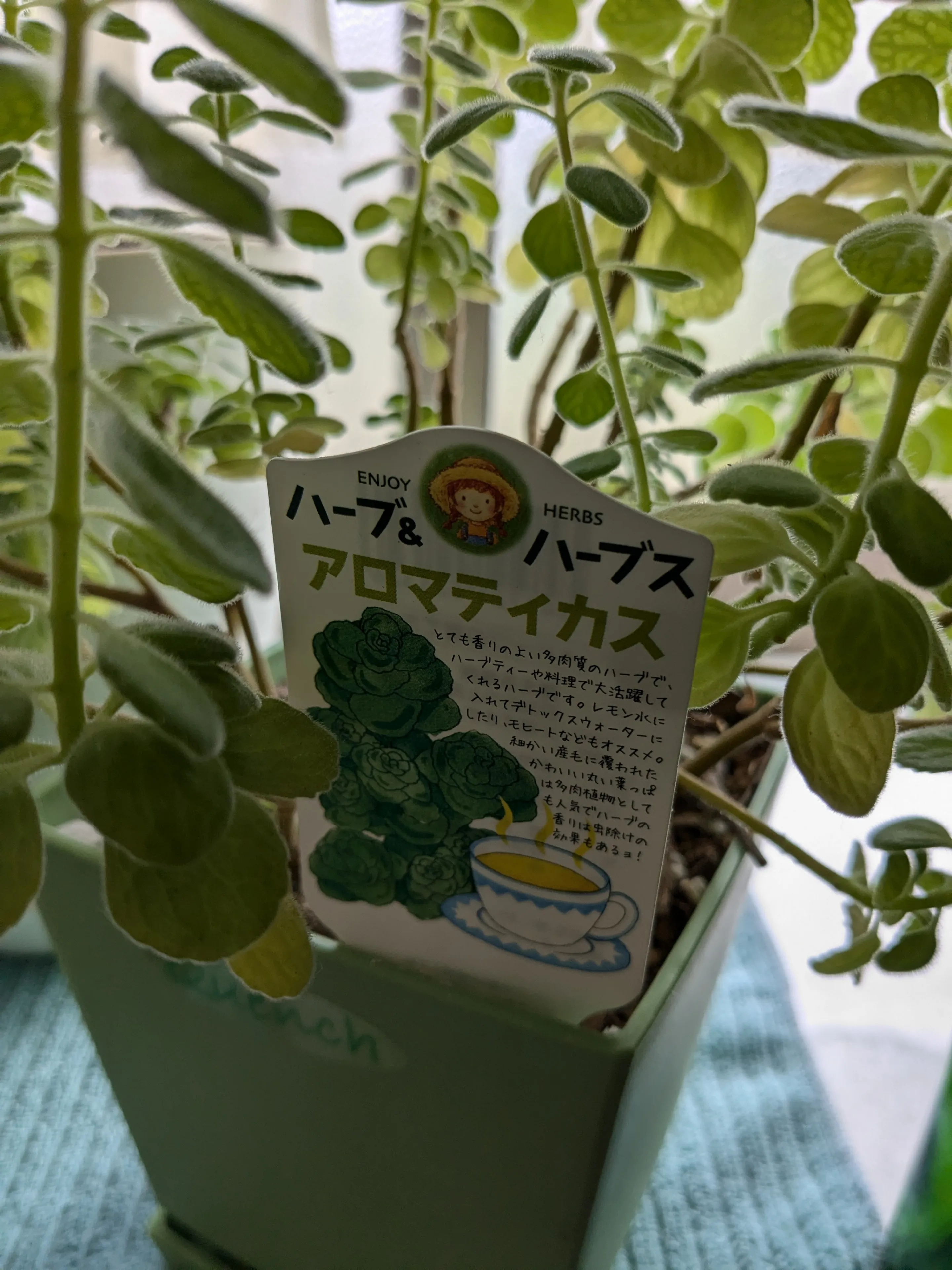 アロマティカス🌱 | のりが投稿したフォトブック | Lemon8