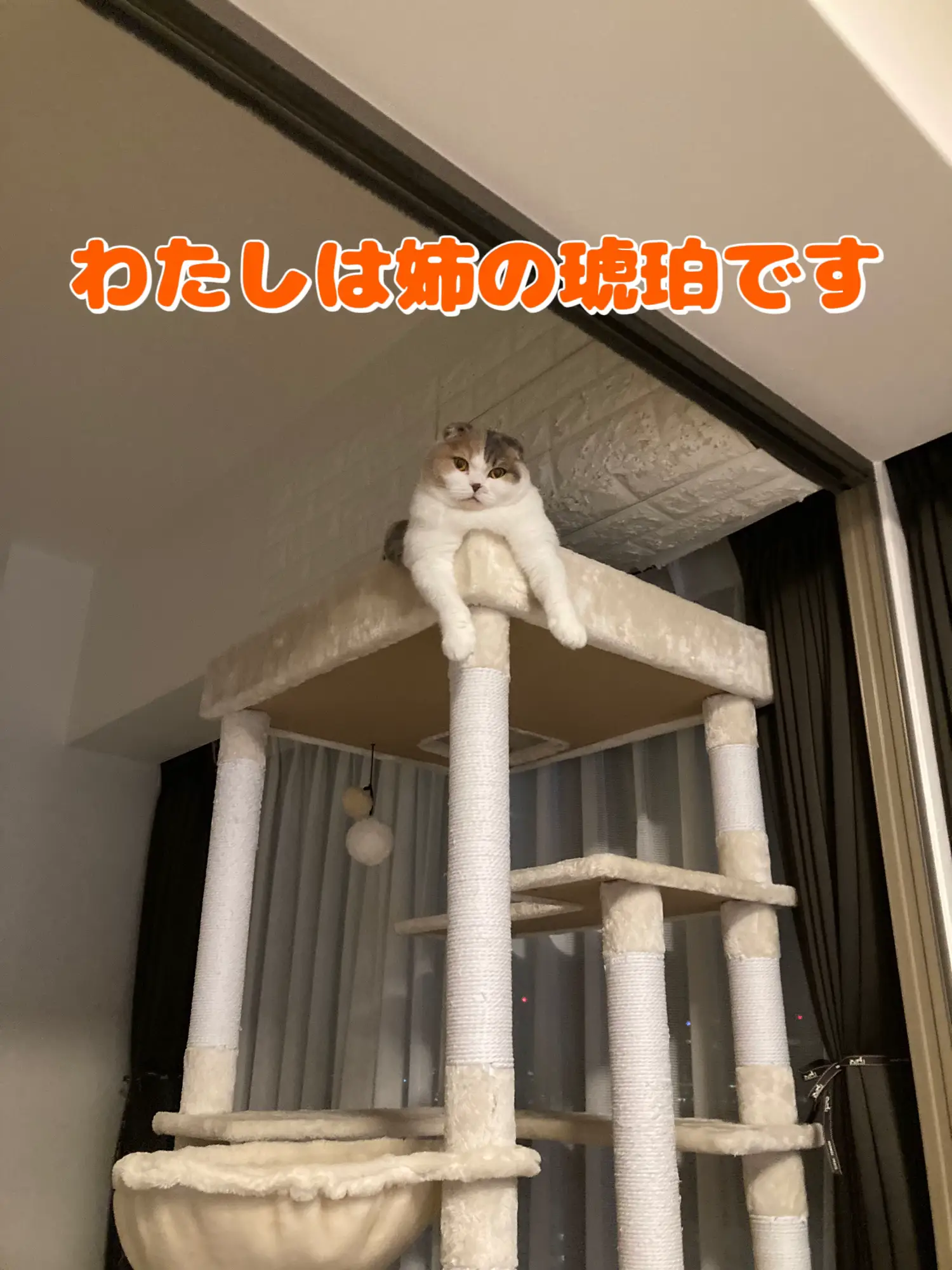 琥珀様専用ページでございますm(__)m わたしは姉の琥珀です