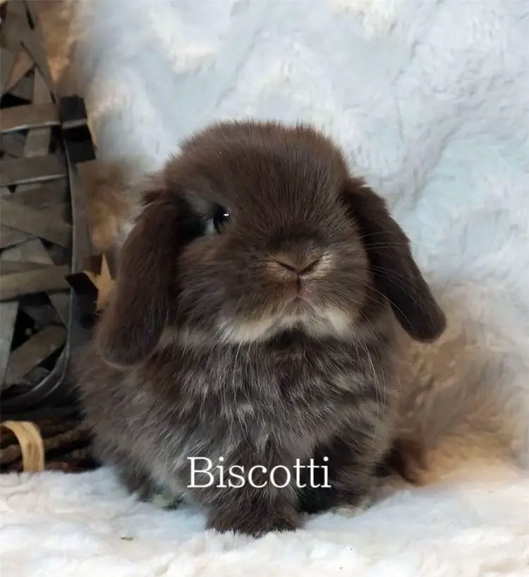Jaynes mini lops hot sale