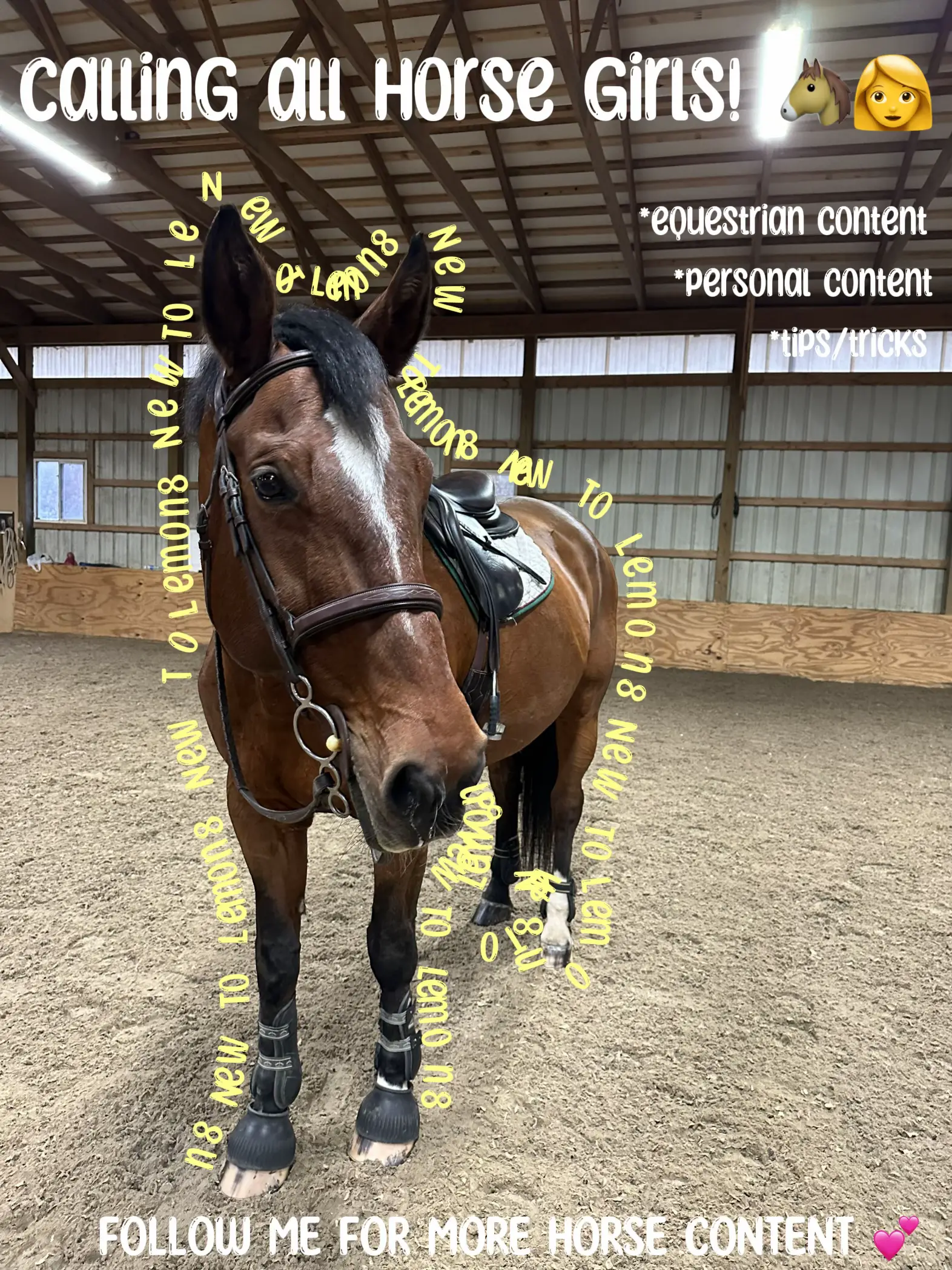 The Ultimate Horse Blanketing Guide – SmartPak Equine