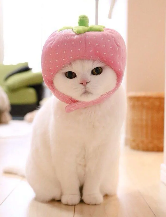 cute cat with strawberry  Cute cats, Funny cat faces, Funny cats