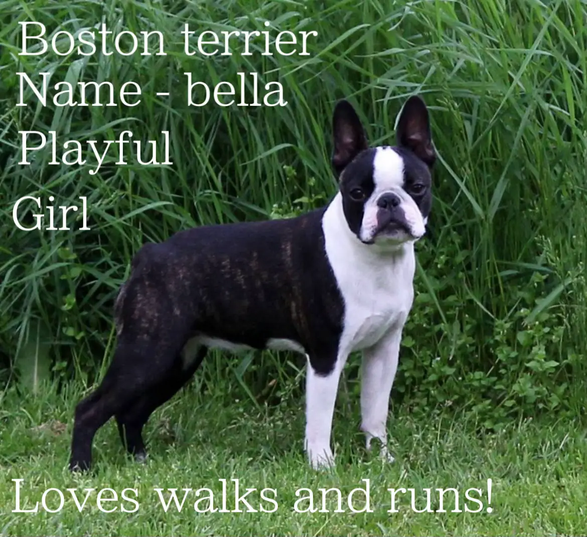 Desoto 2024 boston terriers